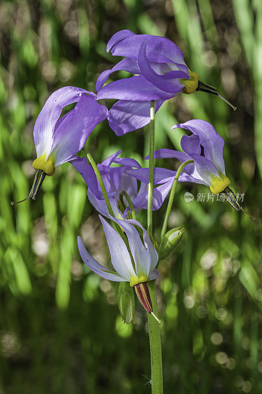 12 decatheon jeffreyi是报春花家族中的一种开花植物，俗称塞拉流星或杰弗里流星。因约县洋葱谷;因约国家森林，内华达山脉东部，加利福尼亚州。